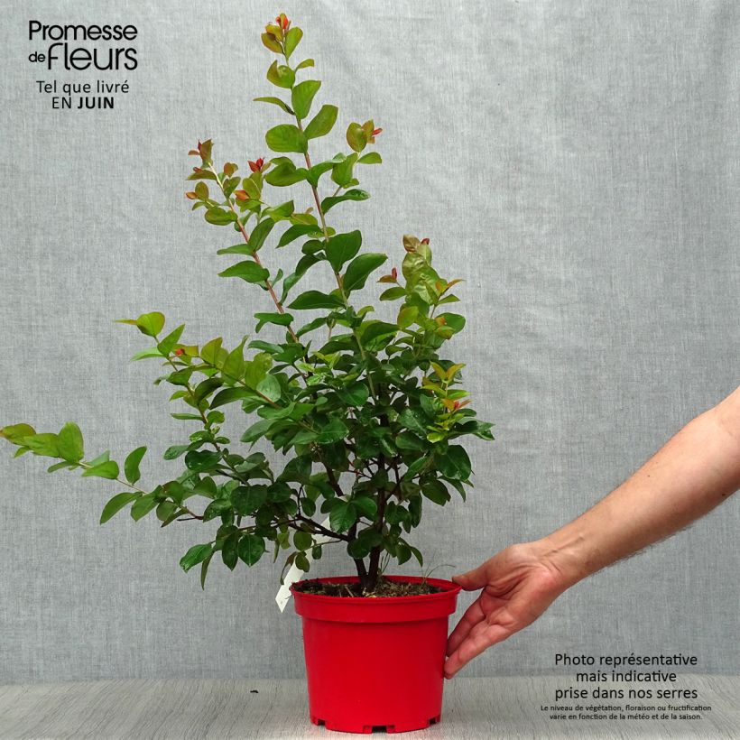 Exemplaar van Lagerstroemia indica Dynamite - Indische sering Pot van 3 l/4 l, Struik zoals geleverd in de zomer