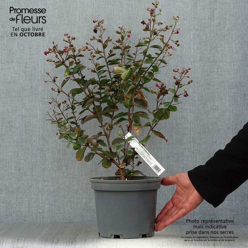 Exemplaar van Lagerstroemia indica Fuchsia d'Eté - Indische sering Pot van 4 l/5 l, Struik zoals geleverd in de herfst