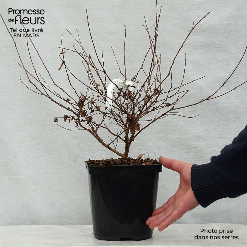 Exemplaar van Lagerstroemia indica Fuchsia d'Eté - Indische sering Pot van 4 l/5 l, Struik zoals geleverd in de lente