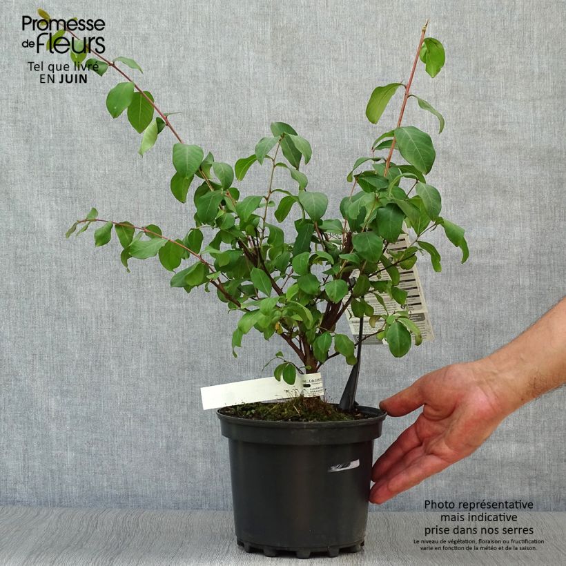 Exemplaar van Lagerstroemia indica Grand Cru - Indische sering Pot van 3 l/4 l zoals geleverd in de zomer