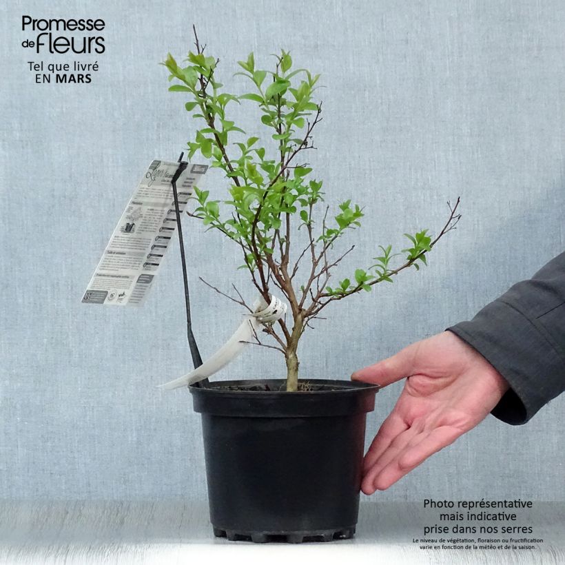 Exemplaar van Lagerstroemia indica Grand Cru - Indische sering Pot van 3 l/4 l zoals geleverd in de lente