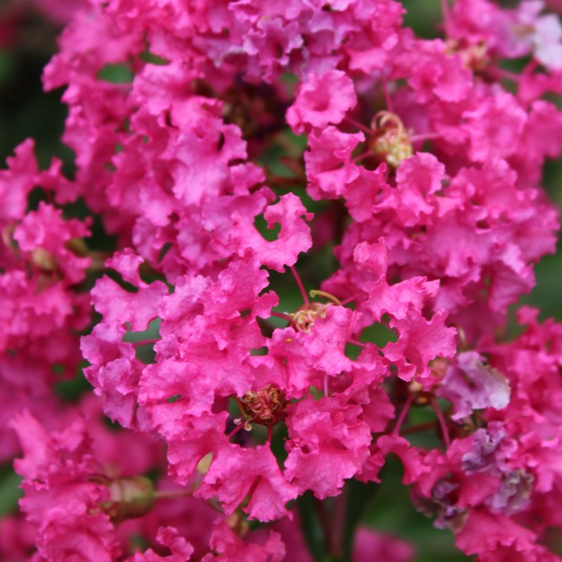 Lagerstroemia indica Houston - Indische sering (Bloei)
