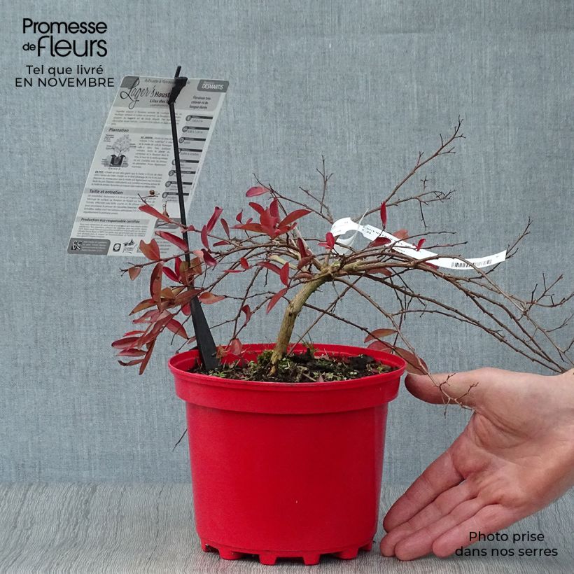 Exemplaar van Lagerstroemia indica Houston - Indische sering Pot van 3 l/4 l zoals geleverd in de herfst