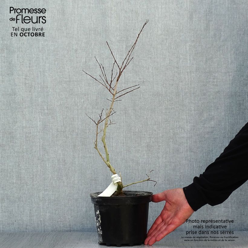 Exemplaar van Lagerstroemia indica Jacqueline Desmartis - Indische sering Pot van 3 l/4 l zoals geleverd in de herfst