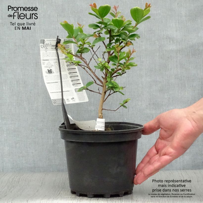 Example of Lagerstroemia indica Jacqueline Desmartis - Indische sering Pot van 3 l/4 l as you get in printemps