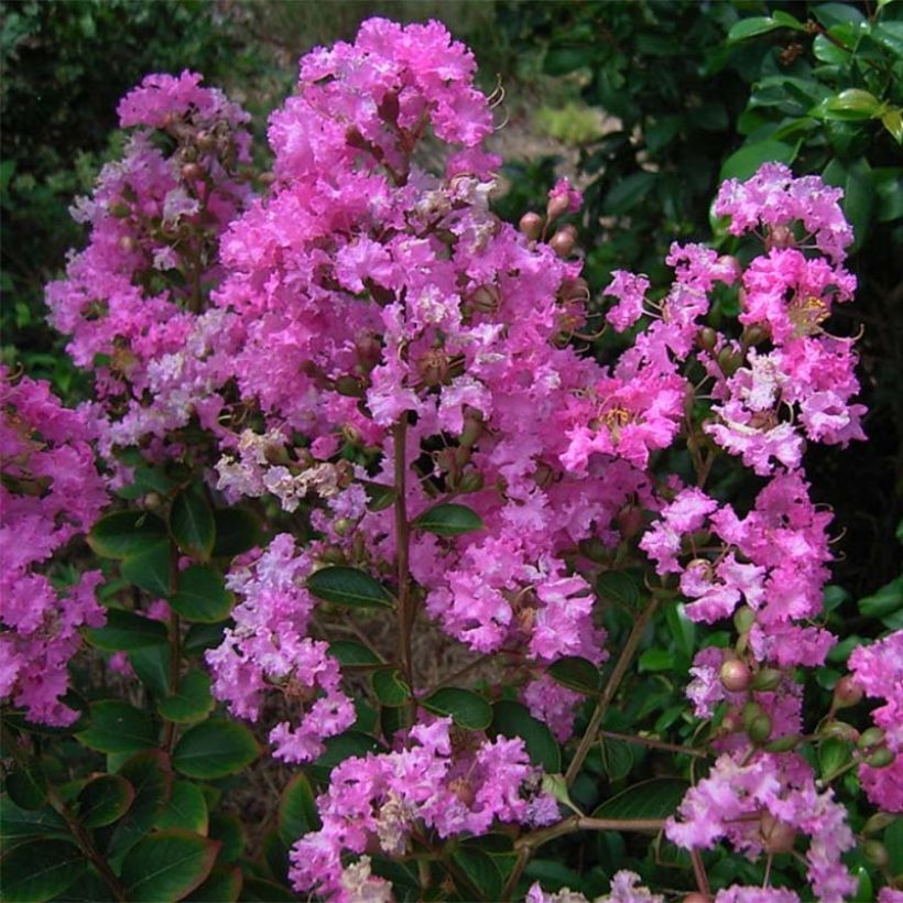 Lagerstroemia indica Jeanne Desmartis - Indische sering (Bloei)