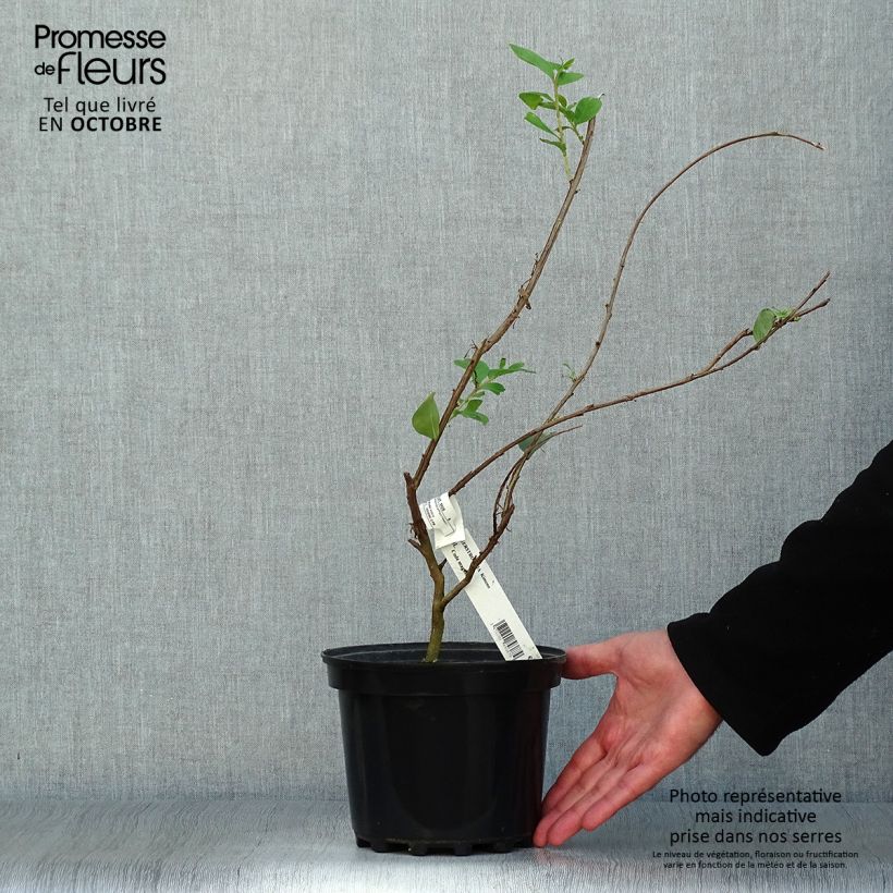 Exemplaar van Lagerstroemia indica Kimono - Indische sering Pot van 3 l/4 l zoals geleverd in de herfst