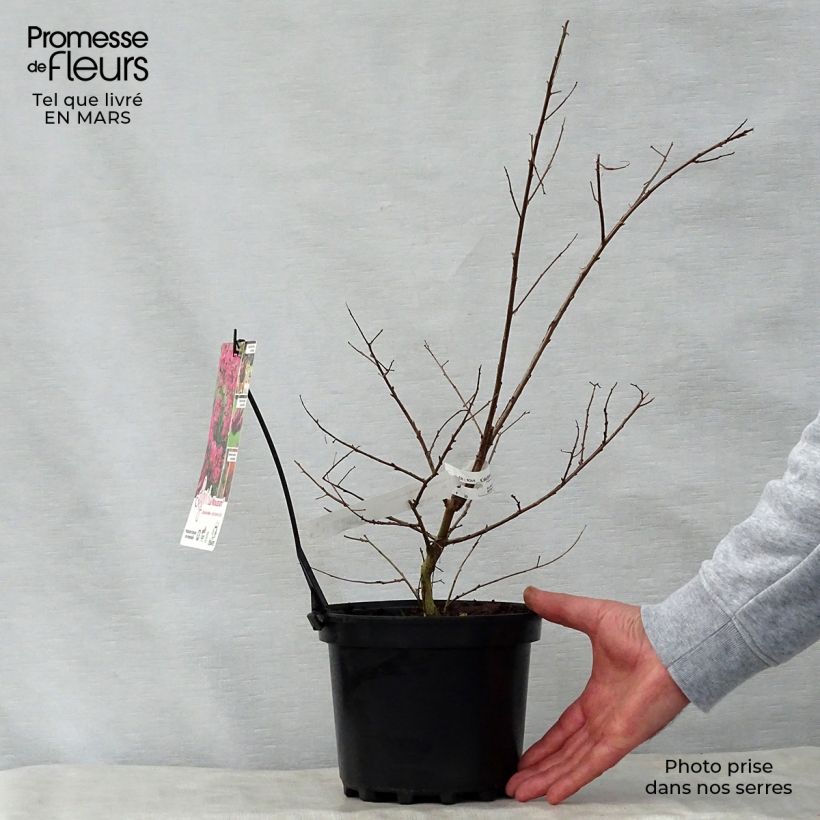 Exemplaar van Lagerstroemia indica La Mousson - Indische sering Pot van 3 l/4 l zoals geleverd in de lente