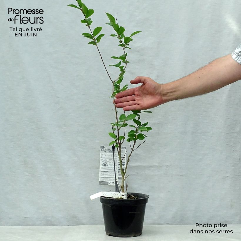Exemplaar van Lagerstroemia indica Margaux - Indische sering Pot van 3 l/4 l zoals geleverd in de zomer