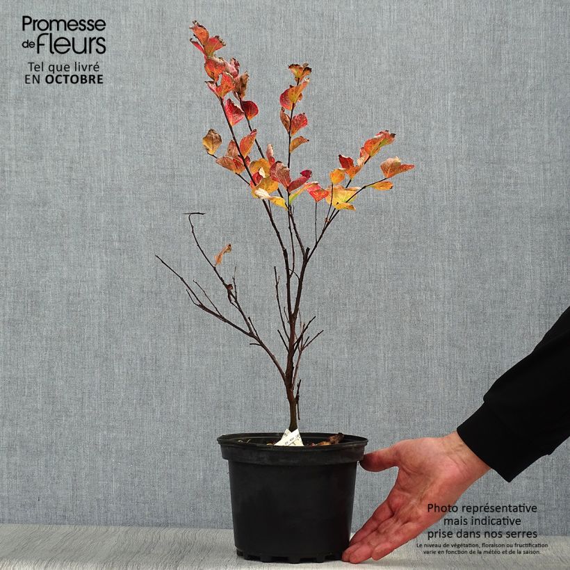 Exemplaar van Lagerstroemia indica Margaux - Indische sering Pot van 3 l/4 l zoals geleverd in de herfst