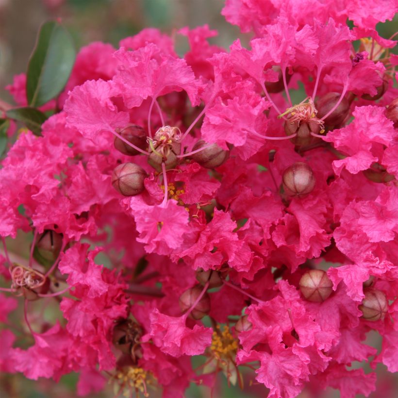 Lagerstroemia indica Mon Panache - Indische sering (Bloei)
