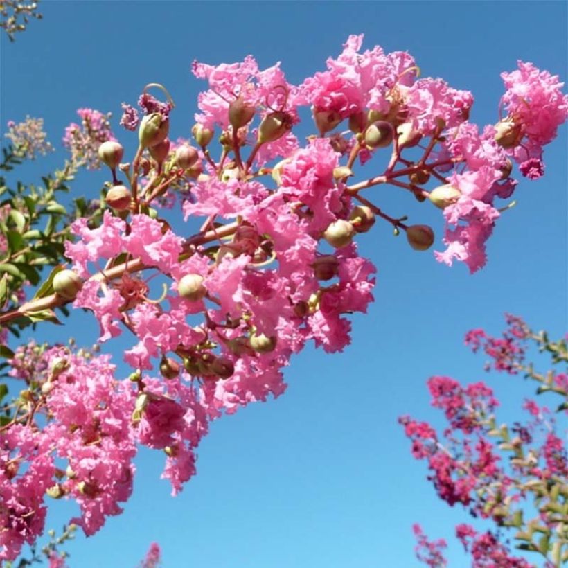 Lagerstroemia indica Monbazillac - Indische sering (Bloei)