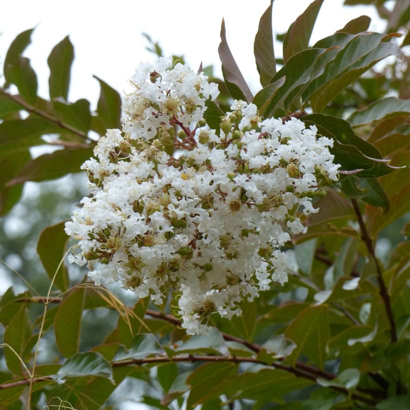 Lagerstroemia indica Nivea - Indische sering (Bloei)