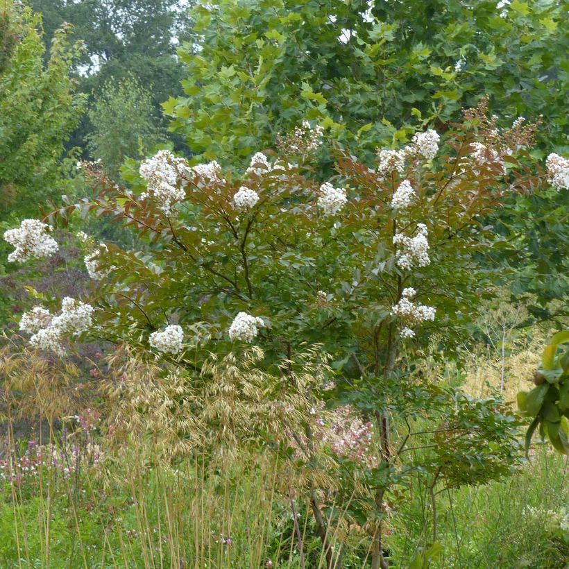 Lagerstroemia indica Nivea - Indische sering (Groeiplaats)