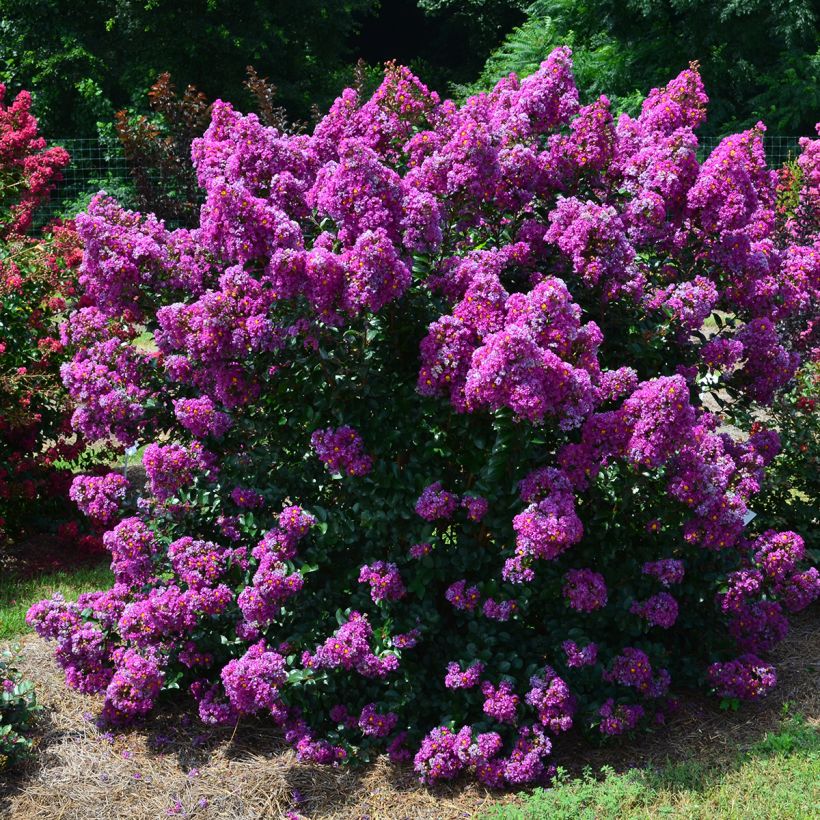 Lagerstroemia indica Purple Magic - Indische sering (Groeiplaats)