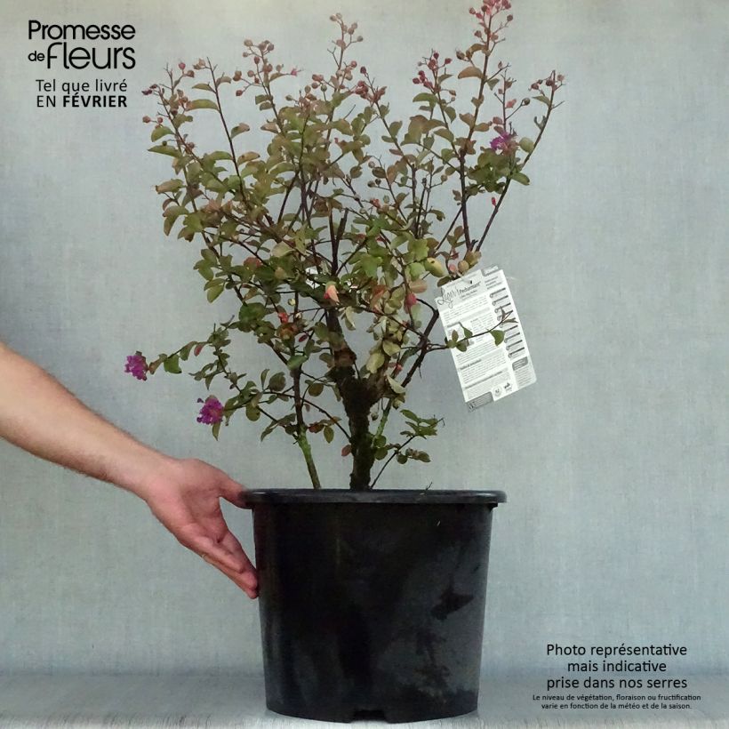 Exemplaar van Lagerstroemia indica Pécharmant - Indische sering Pot van 7,5 l/10 l zoals geleverd in de herfst