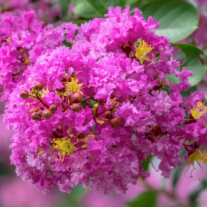 Lagerstroemia indica Pécharmant - Indische sering (Bloei)
