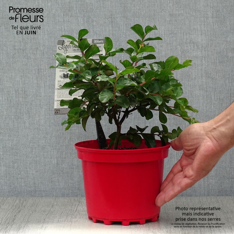 Exemplaar van Lagerstroemia indica Périgord Pourpre - Indische sering Pot van 3 l/4 l zoals geleverd in de zomer