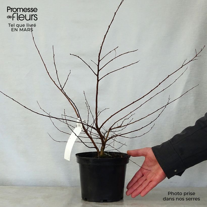 Exemplaar van Lagerstroemia indica Petite Canaille mauve - Indische sering Pot van 3 l/4 l zoals geleverd in de lente