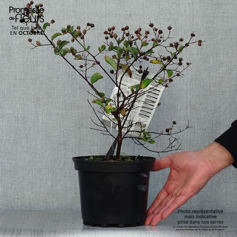 Exemplaar van Lagerstroemia indica Petite Canaille mauve - Indische sering Pot van 3 l/4 l zoals geleverd in de herfst