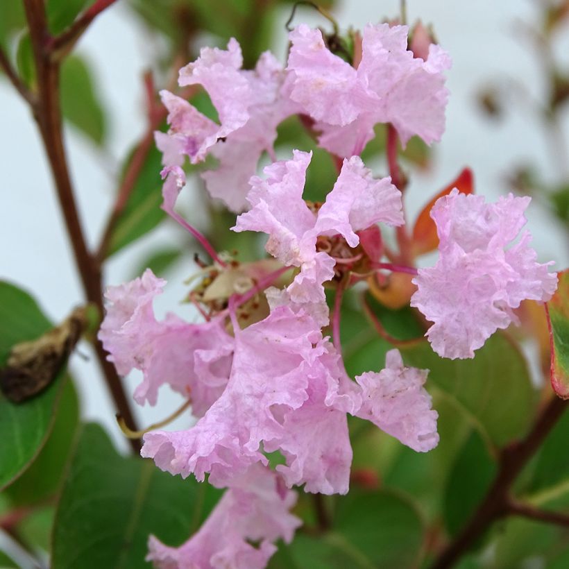 Lagerstroemia indica Roze Grand Sud - Indische sering (Bloei)