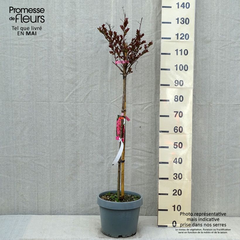 Example of Lagerstroemia indica Pink Velours - Indische sering Pot van 7,5 l/10 l as you get in printemps