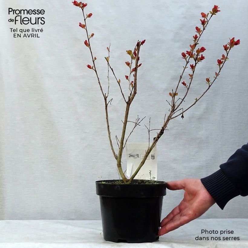 Example of Lagerstroemia indica Pink Velours - Indische sering Pot van 3 l/4 l as you get in printemps