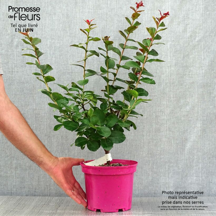 Exemplaar van Lagerstroemia indica Pink Velours - Indische sering Pot van 3 l/4 l zoals geleverd in de zomer