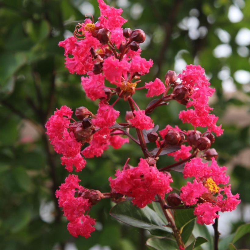 Lagerstroemia indica Pink Velours - Indische sering (Flowering)