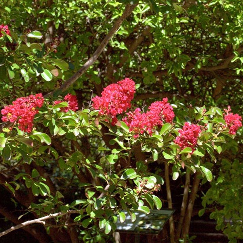Lagerstroemia indica Rood Imperator - Indische sering (Bloei)