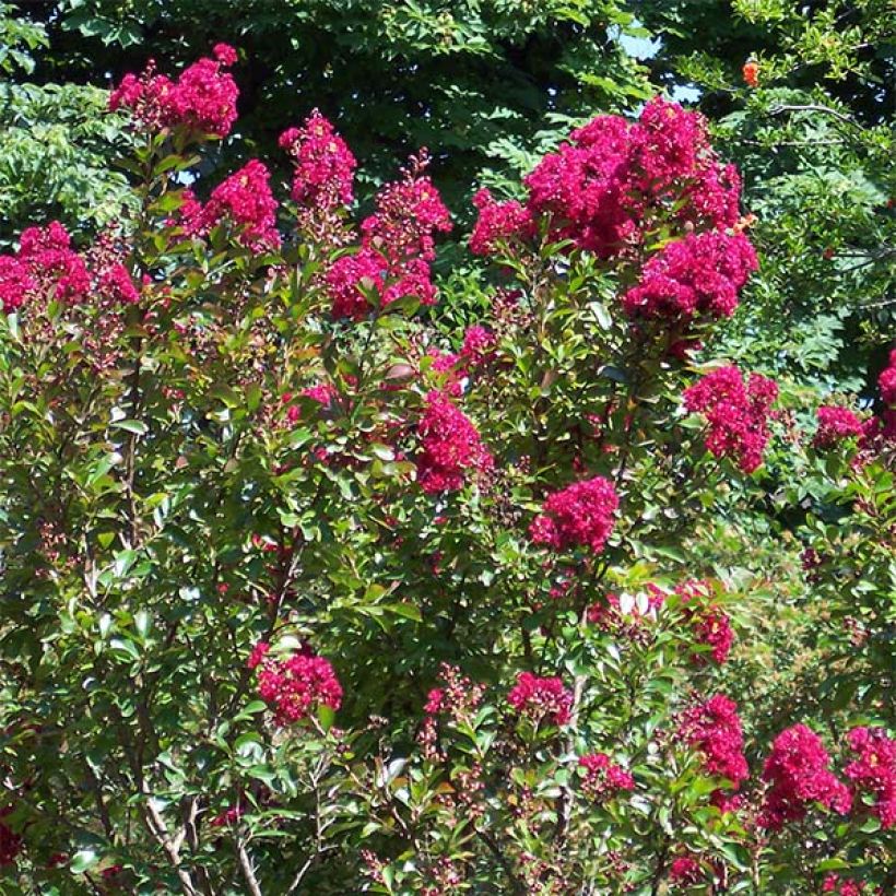 Lagerstroemia indica Rood Imperator - Indische sering (Groeiplaats)