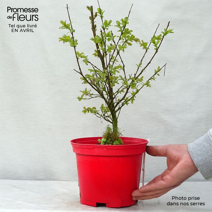 Exemplaar van Lagerstroemia indica Rood Imperator - Indische sering Pot van 3 l/4 l, Struik zoals geleverd in de lente