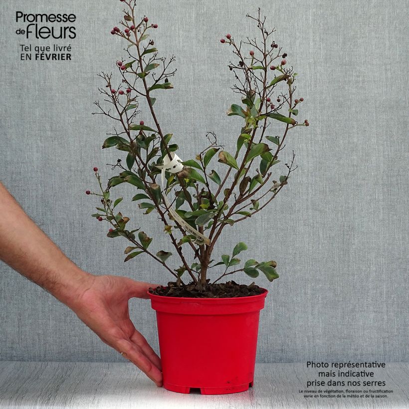 Exemplaar van Lagerstroemia indica Rood Imperator - Indische sering Pot van 3 l/4 l, Struik zoals geleverd in de herfst