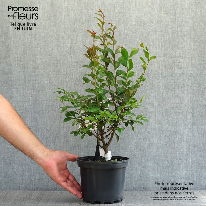 Exemplaar van Lagerstroemia indica Rood Imperator - Indische sering Pot van 3 l/4 l, Struik zoals geleverd in de zomer