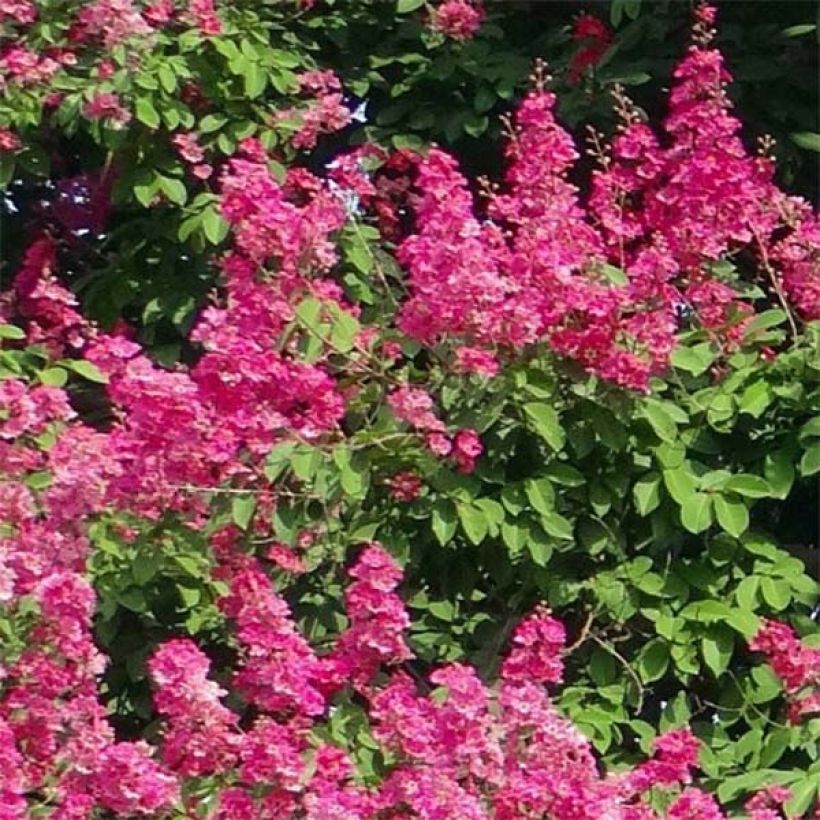 Lagerstroemia indica Roze Fuchsia - Indische sering (Bloei)