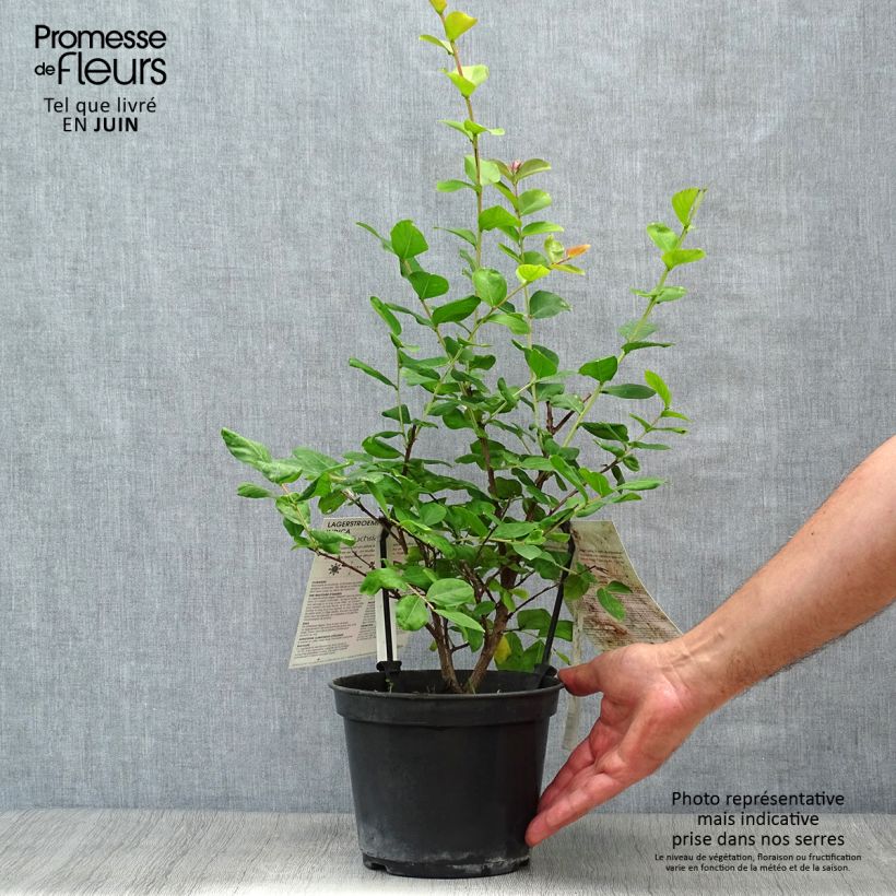 Exemplaar van Lagerstroemia indica Roze Fuchsia - Indische sering Pot van 3 l/4 l, Struik zoals geleverd in de zomer