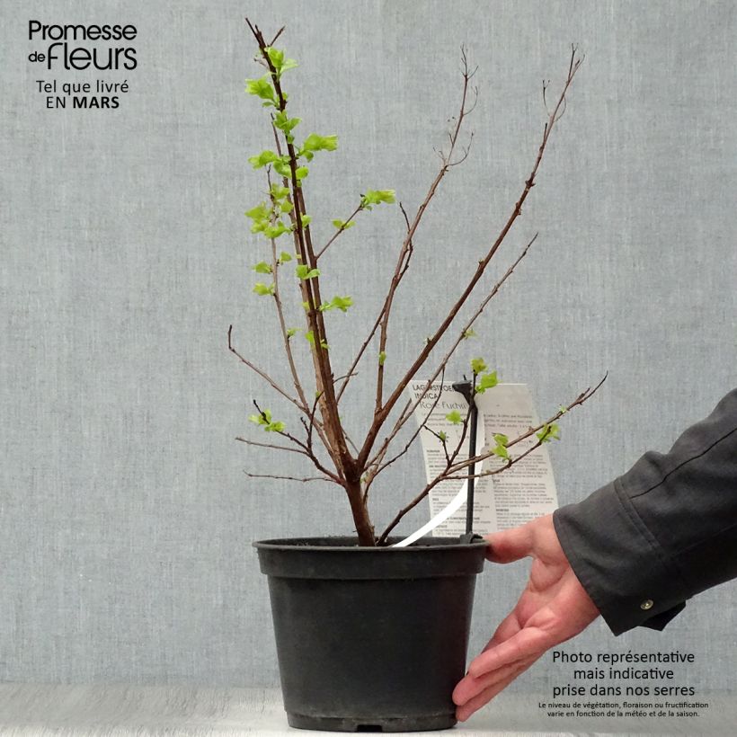 Exemplaar van Lagerstroemia indica Roze Fuchsia - Indische sering Pot van 3 l/4 l, Struik zoals geleverd in de lente