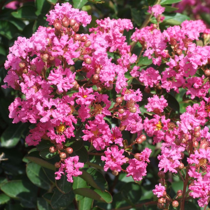 Lagerstroemia indica Roze Indien - Indische sering (Bloei)