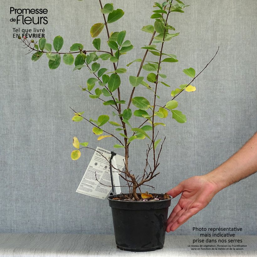 Exemplaar van Lagerstroemia indica Rose Thé - Indische sering Pot van 3 l/4 l zoals geleverd in de herfst