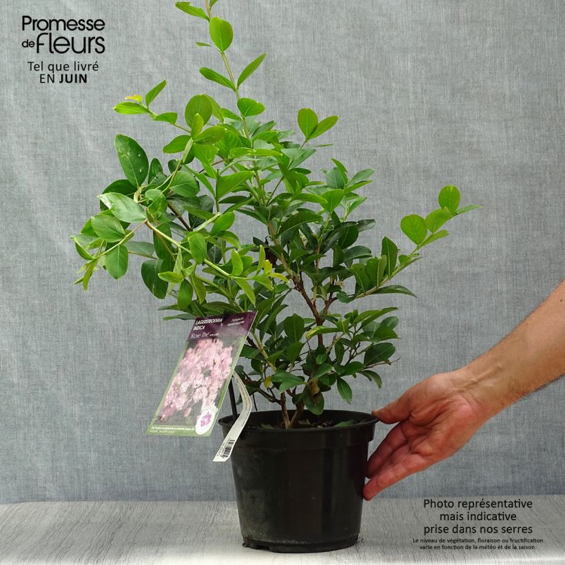 Exemplaar van Lagerstroemia indica Rose Thé - Indische sering Pot van 3 l/4 l zoals geleverd in de zomer