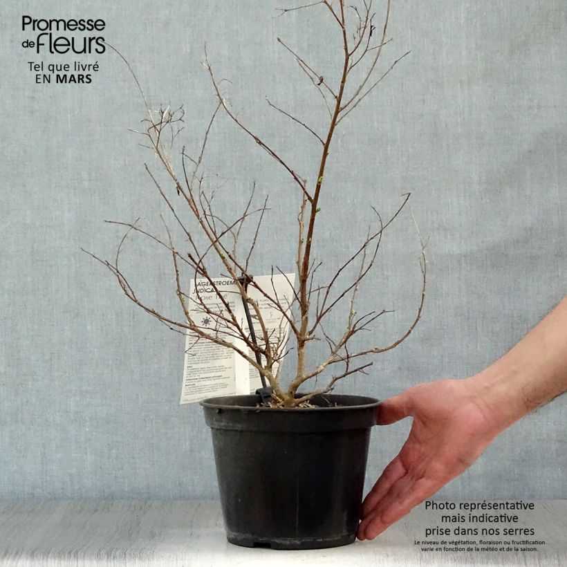 Exemplaar van Lagerstroemia indica Rose Thé - Indische sering Pot van 3 l/4 l zoals geleverd in de lente