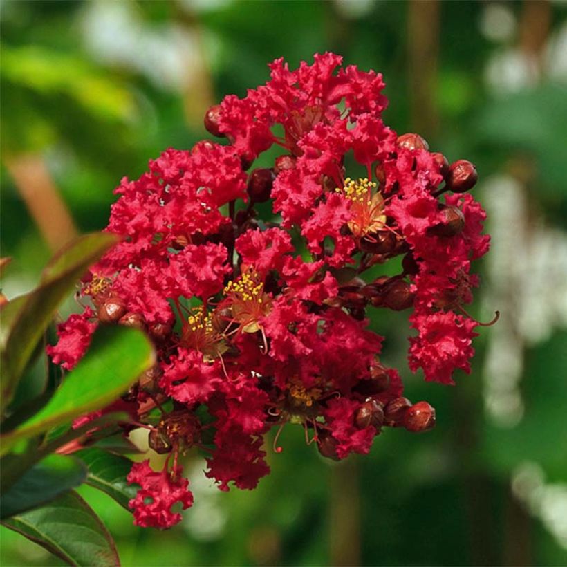 Lagerstroemia indica Rood Dwerg - Indische sering (Bloei)