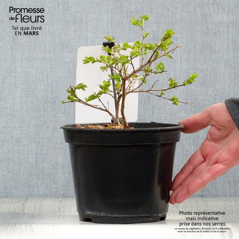 Exemplaar van Lagerstroemia indica Rood Dwerg - Indische sering Pot van 2 l/3 l zoals geleverd in de lente