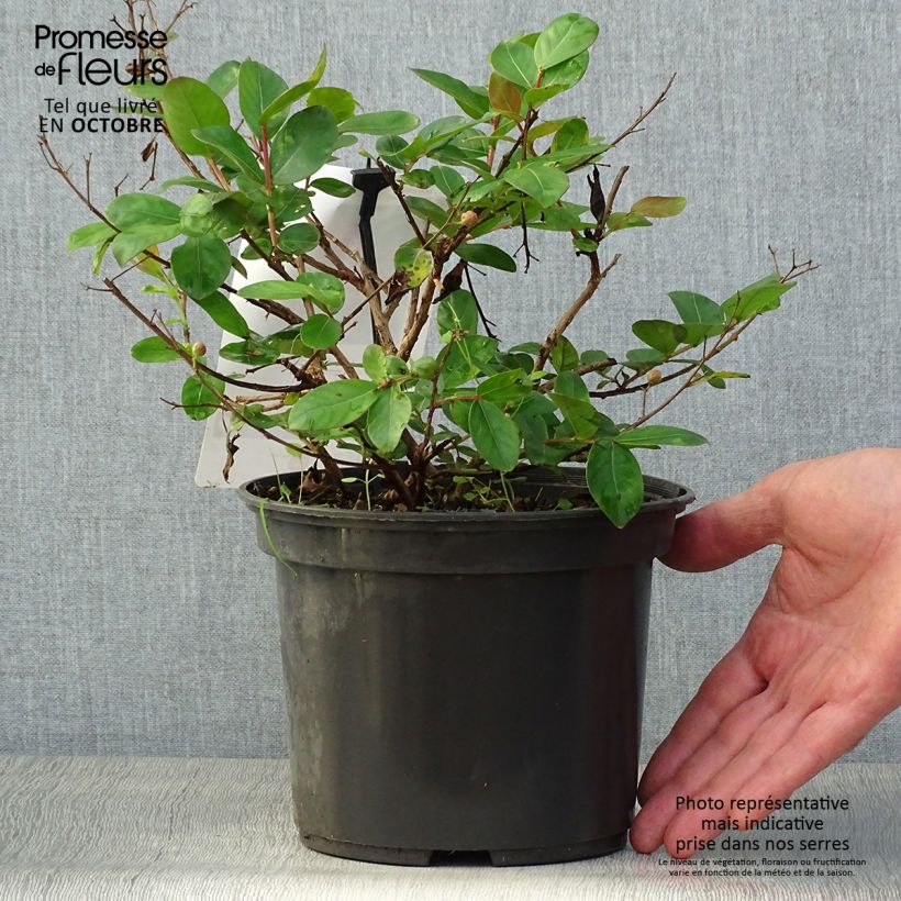 Exemplaar van Lagerstroemia indica Rood Dwerg - Indische sering Pot van 2 l/3 l zoals geleverd in de herfst