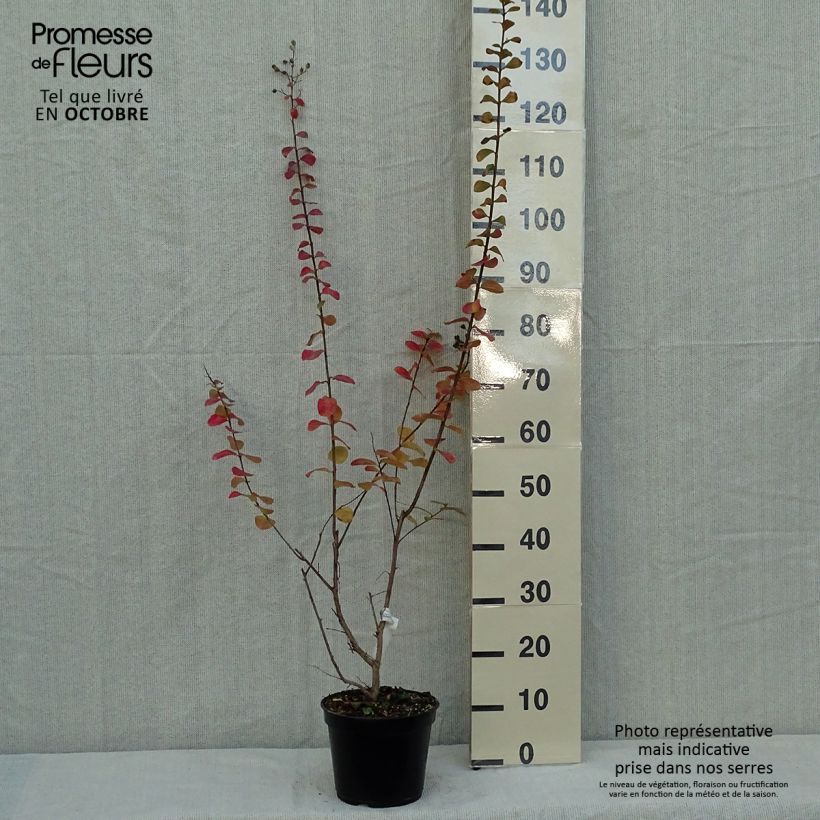 Exemplaar van Lagerstroemia indica Rubra - Indische sering Pot van 2 l/3 l zoals geleverd in de herfst