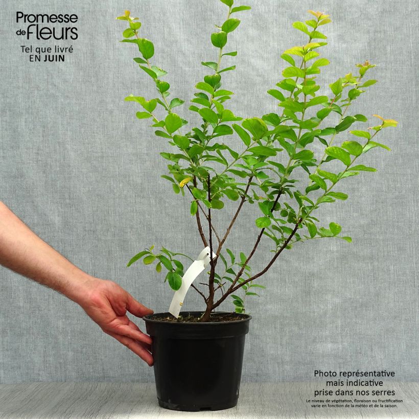 Exemplaar van Lagerstroemia indica Rubra - Indische sering Pot van 2 l/3 l zoals geleverd in de zomer