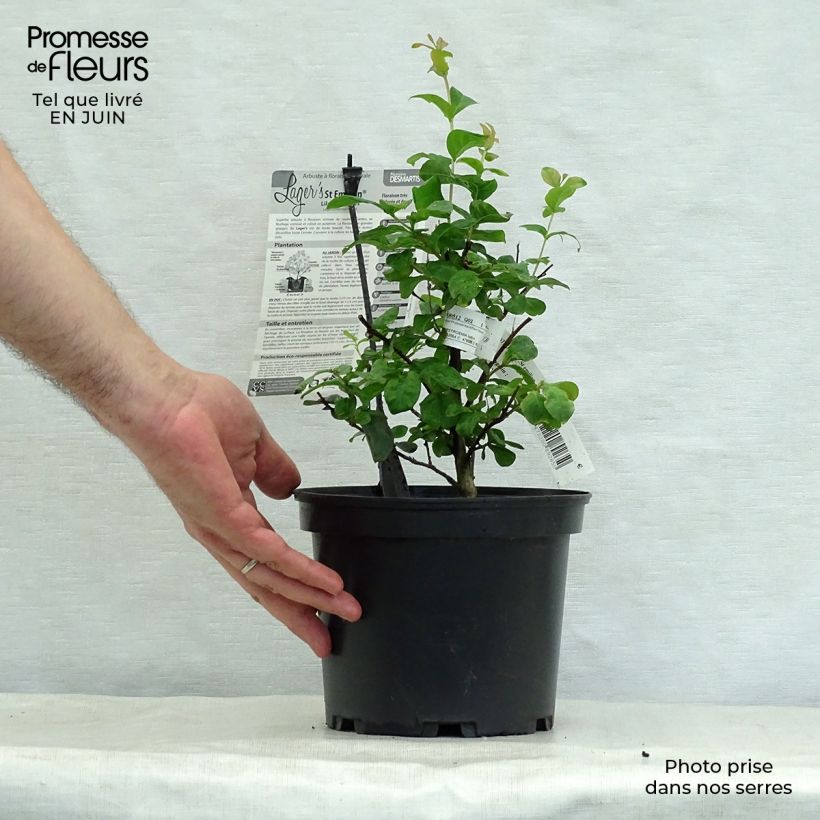 Exemplaar van Lagerstroemia indica Saint Emilion - Indische sering Pot van 3 l/4 l zoals geleverd in de zomer