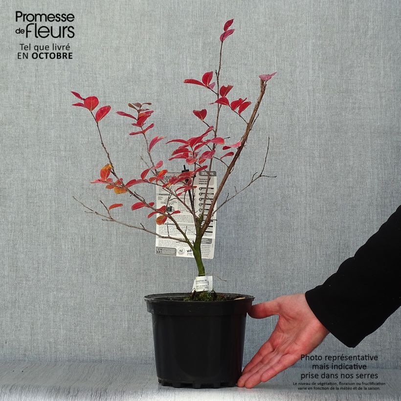 Exemplaar van Lagerstroemia indica Saint Emilion - Indische sering Pot van 3 l/4 l zoals geleverd in de herfst