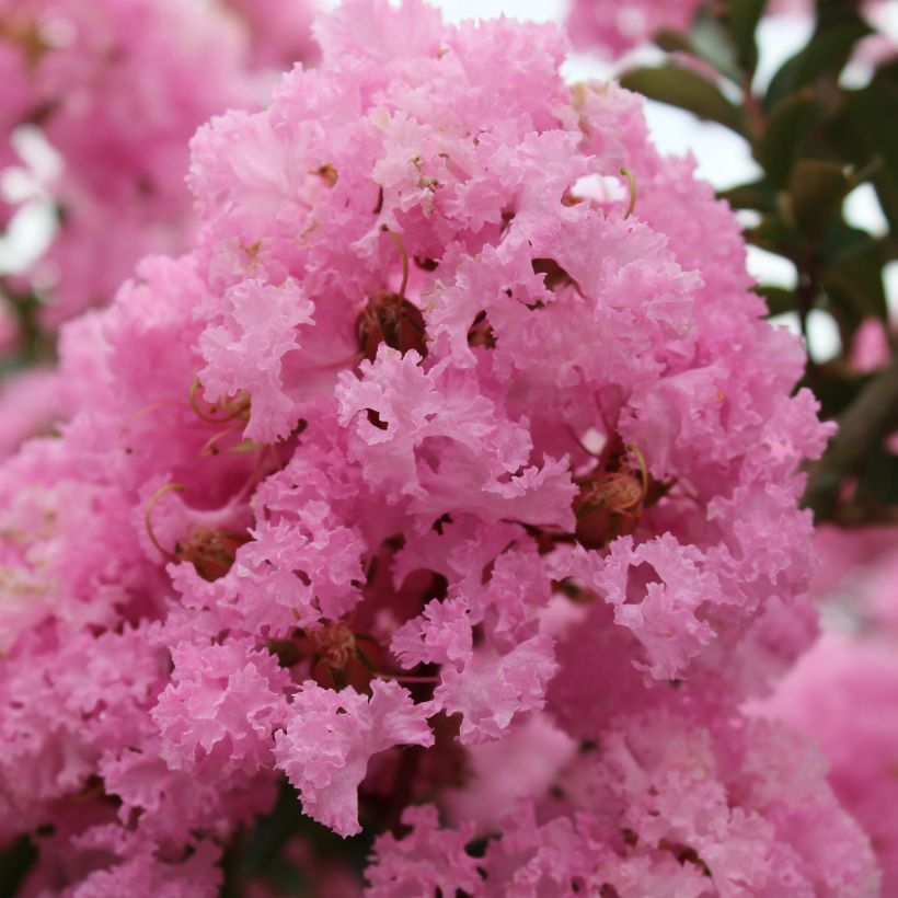 Lagerstroemia indica Soir d'Eté - Indische sering (Bloei)
