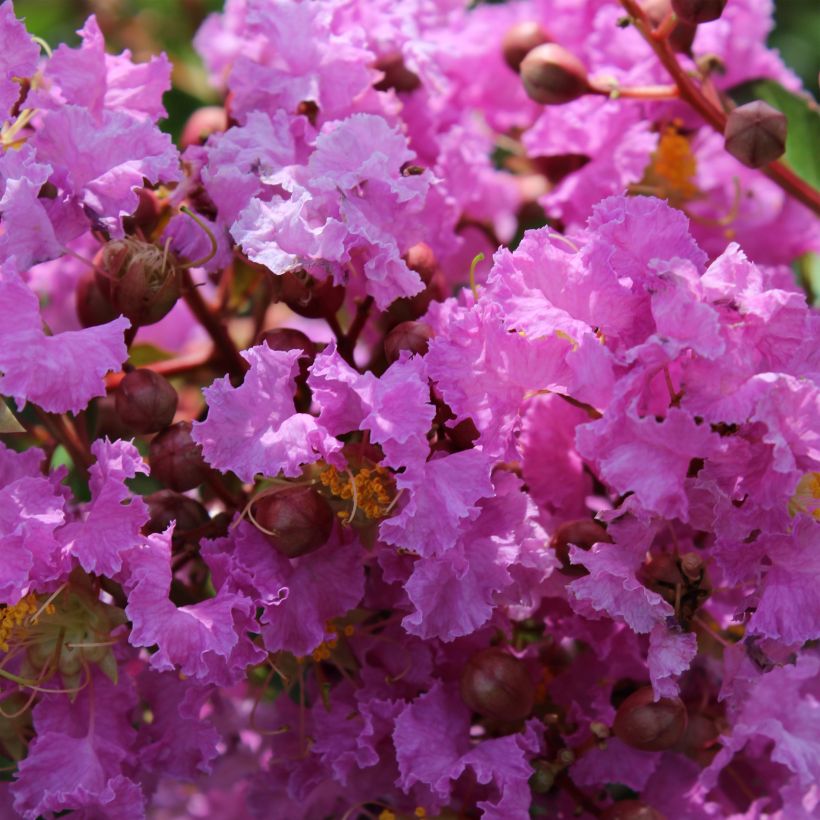Lagerstroemia indica Souvenir d'Hubert Puard - Indische sering (Bloei)